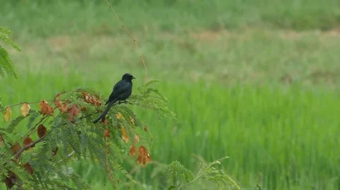 Black drongo on the tree branch in the field Stock Footage 68587439