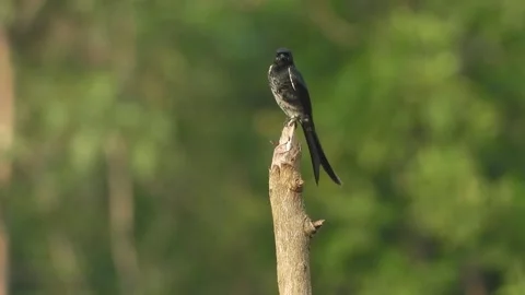Black Drongo - in tree - waiting for hunt . Stock Footage 252566889