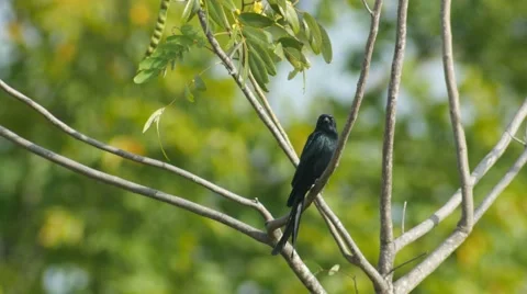 Black drongo turning around on the tree branch Stock Footage 68174507