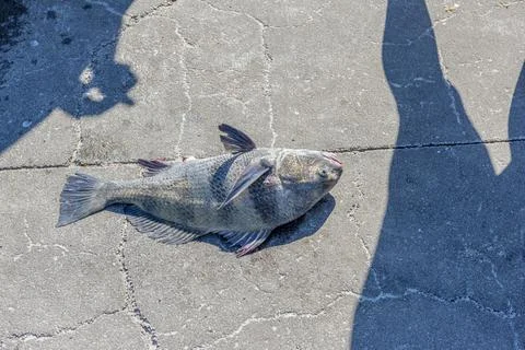 Black Drum Stock Photos