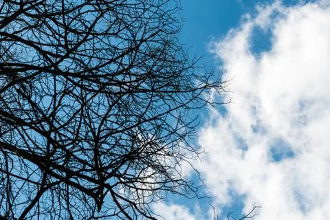 Black dry branches of tree without leaves Stock Photos