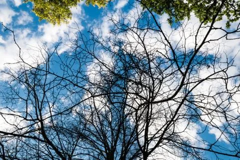 Black dry branches of tree without leaves Stock-Fotos