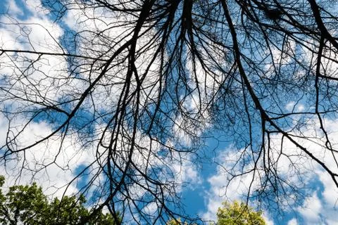 Black dry branches of tree without leaves Foto stock