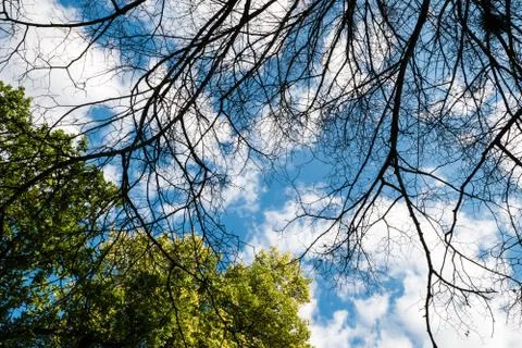 Black dry branches of tree without leaves Stock Photos