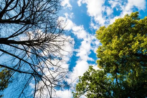 Black dry branches of tree without leaves Foto stock