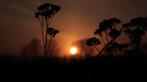 Black Dry flower at sunset Stock Footage 37228220