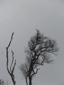 Black dry tree Stock Photos