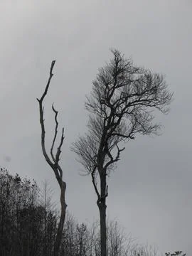 Black dry tree Stock Photos