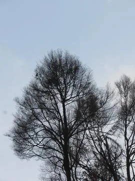 Black dry tree Stock Photos