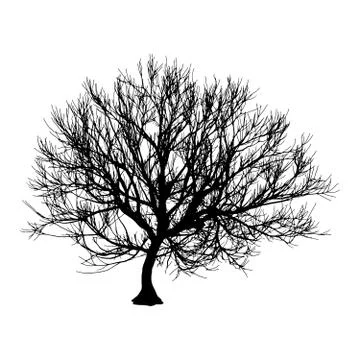 Black dry tree winter or autumn silhouette on white background. Vector eps10 Stock Illustration
