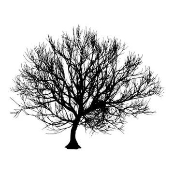 Black dry tree winter or autumn silhouette on white background. Vector eps10 Stock Illustration