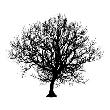 Black dry tree winter or autumn silhouette on white background. Vector eps10 Stock Illustration