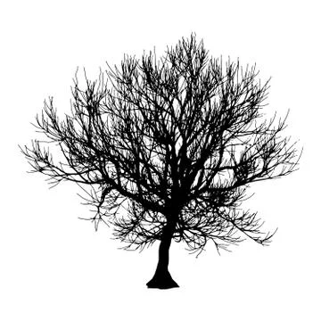 Black dry tree winter or autumn silhouette on white background. Vector eps10 Stock Illustration