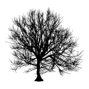 Black dry tree winter or autumn silhouette on white background. Vector eps10 Stock Illustration