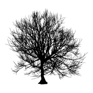 Black dry tree winter or autumn silhouette on white background. Vector eps10 Stock Illustration