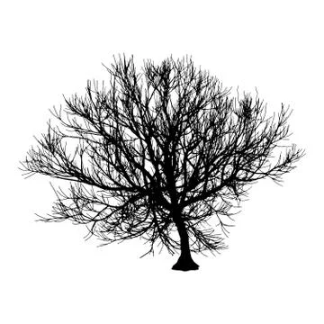 Black dry tree winter or autumn silhouette on white background.  illustration Stock Illustration