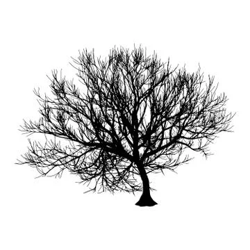 Black dry tree winter or autumn silhouette on white background.  illustration Stock Illustration