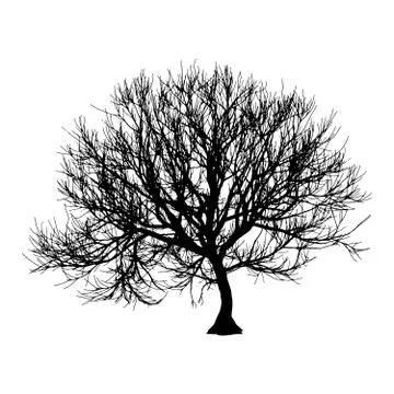 Black dry tree winter or autumn silhouette on white background. Vector eps10 Stock Illustration