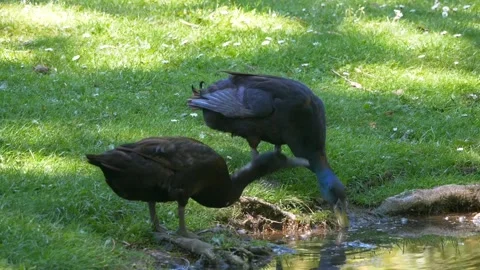 Black duck Bird Stock Footage 274414784