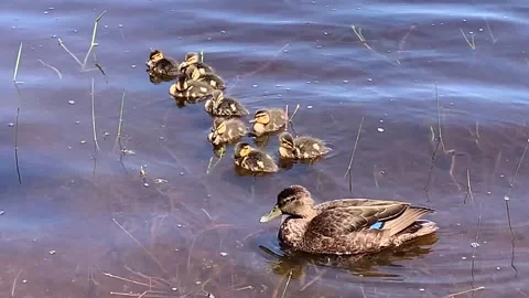 Black duck brood Stock Footage 242504945