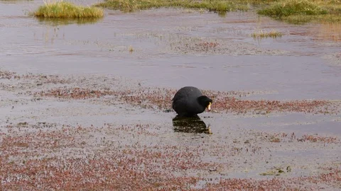 A Black Duck in the Chaxa Lagoon, Chile Stock Footage 107179747