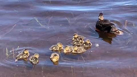 Black duck duckling Stock Footage 242504946