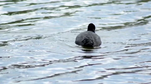Black duck (Eurasian coot) pecking and diving for food on a lake Stock Footage 55121701