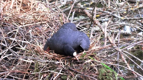 Black duck feeds its chicks in the nest Stock Footage 111746795