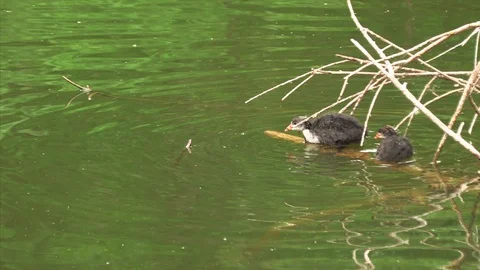 Black duck feeds its chicks in the nest Stock Footage 111747227