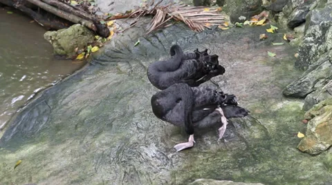 Black Duck 스톡 동영상 29172667