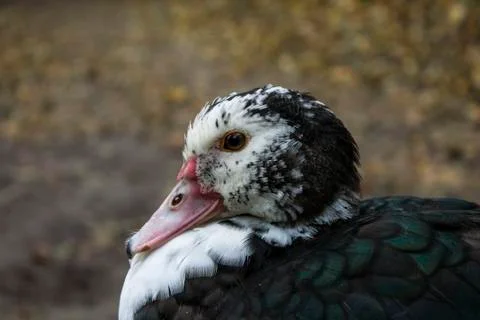 Black duck in the forest Stock Photos