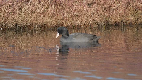 Black duck on the lake eats grass Stock Footage 126005535