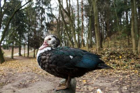 Black duck Stock Photos