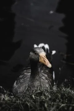 Black duck 스톡 사진