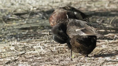 Black Duck Preening Feathers and Looking Up on Ground in 4K Slow Motion Stock Footage 337228774