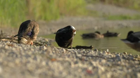 Black Duck Preening Its Plumage on a Gravel Shoreline Video stock 342125067