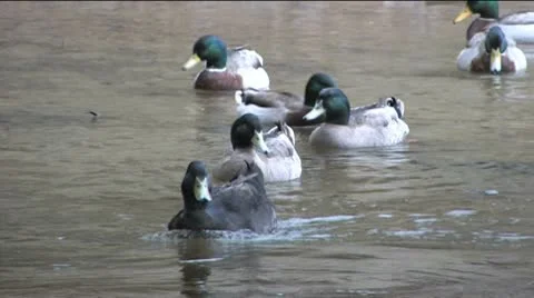 Black Duck on river Video stock 10606906