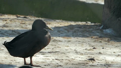 Black duck standing in the cold Stock Footage 101545072