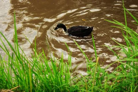 Black Duck on Water Stock Photos