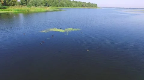 Black ducks feed in the delta Stock-Footage 67330344