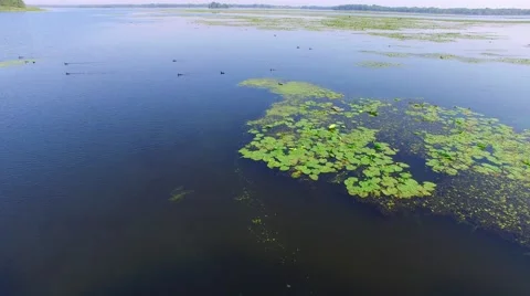 Black ducks feed in the delta of the river among the vegetation Video stock 67330333