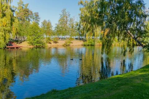 Black ducks float on a lake with a sloping birch over the water Stock Photos