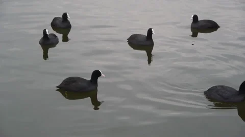 Black ducks Video stock 909418