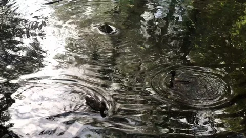 Black ducks 스톡 동영상 114482937