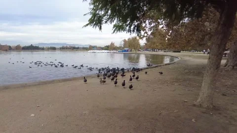 Black ducks Stock Footage 167566046
