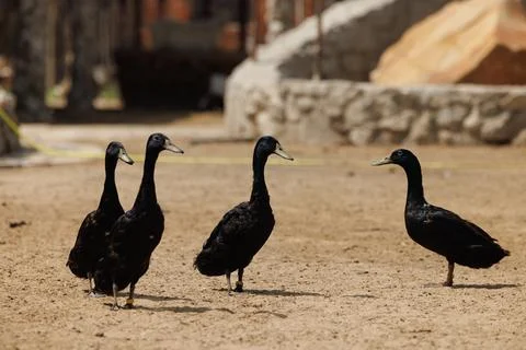 Black Ducks Gather on a Rustic Farm in Rural Russia on a Sunny Day Stock Photos