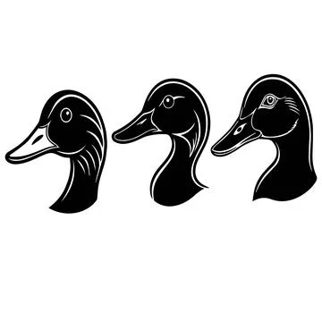 Black duck's head and neck Stock Illustration
