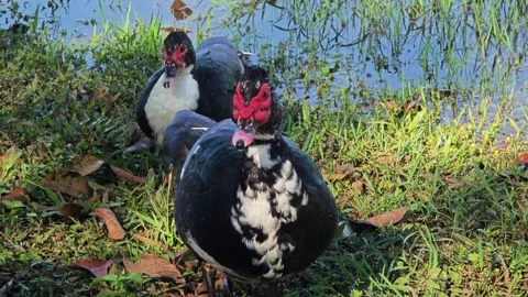 Black ducks walking along the grass. Stock Footage 304592791