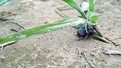 Black Dung Beetle Hiding Under Green Grass On Dry Soil Stock-Footage 345289583