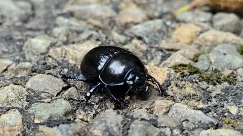 Black Dung Beetle Sitting on Stones and Moving Antennae Close Up Stock Footage 343692897